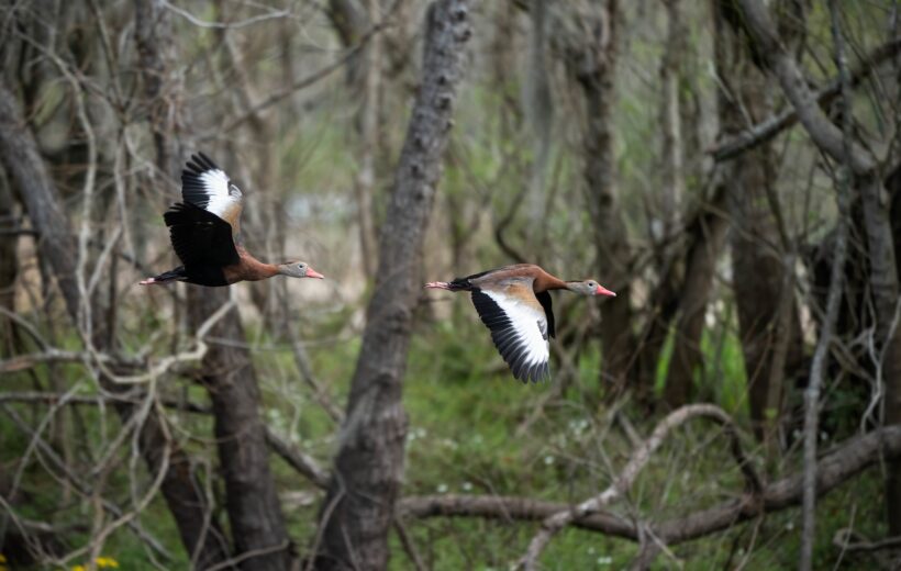 Bird Sanctuary Exploration in Kerala